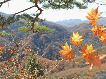 管家婆一肖精準(zhǔn)預(yù)測，一碼中特解析攻略，視頻詳解：KOY416.65