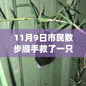 散步奇遇，救助‘鳥界二哈’的自我成長(zhǎng)啟示