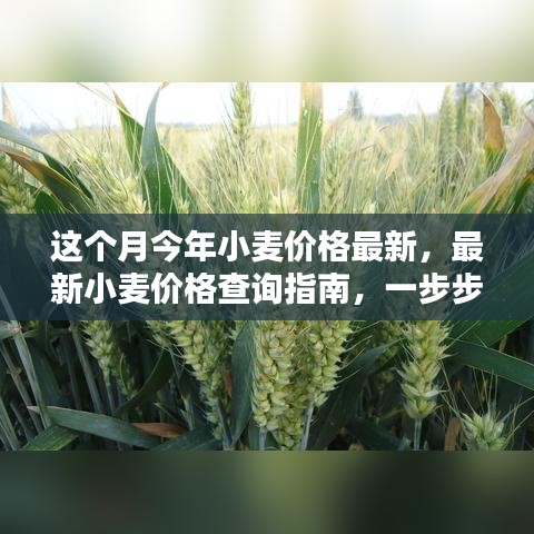 最新小麥價(jià)格查詢指南，教你如何獲取本月今年小麥價(jià)格信息