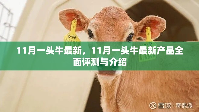 11月一頭牛最新產(chǎn)品全面評測與介紹，最新動(dòng)態(tài)一覽