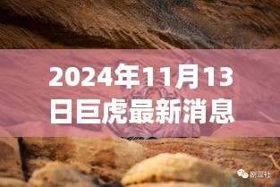 巨虎躍新天，學(xué)習(xí)力量與自信之光的蛻變——2024年11月13日最新消息