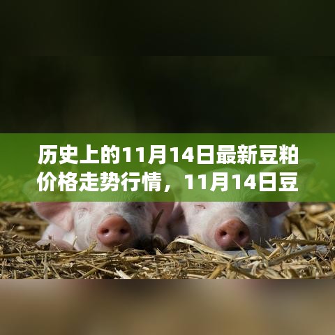 歷史上的豆粕價格走勢分析，回顧與預(yù)測