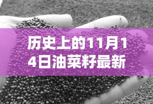 歷史上的11月14日油菜籽價格行情解析及查詢指南，最新行情與查詢步驟全解析