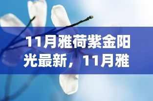 11月雅荷紫金陽光下的勵志蛻變，自信、成就與正能量并行不悖的旅程