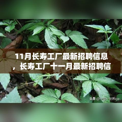 11月長壽工廠最新招聘信息詳解，如何順利應(yīng)聘長壽工廠并提升競爭力？