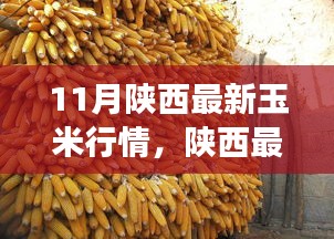 陜西玉米最新行情分析，市場(chǎng)動(dòng)態(tài)、趨勢(shì)展望與行情解讀