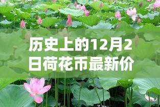 小紅書(shū)帶你穿越金融時(shí)光，歷史上的荷花幣最新價(jià)格表（12月2日版）