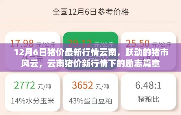 云南豬價最新動態(tài)，市場風云涌動，豬市勵志篇章開啟