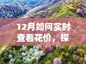 探秘小巷深處的花之秘境，揭秘十二月實(shí)時(shí)鮮花價(jià)格查看指南