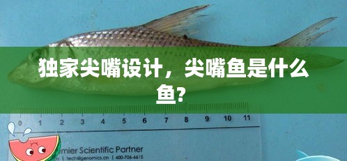 獨(dú)家尖嘴設(shè)計(jì)，尖嘴魚是什么魚? 