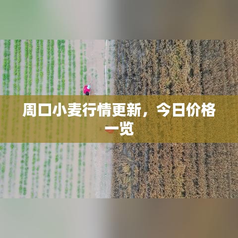 周口小麥行情更新，今日價格一覽