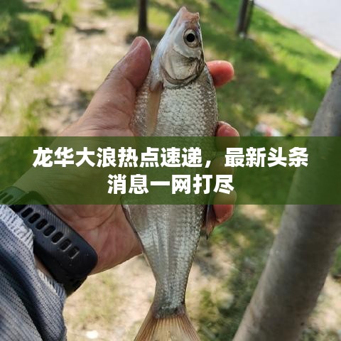 龍華大浪熱點(diǎn)速遞，最新頭條消息一網(wǎng)打盡