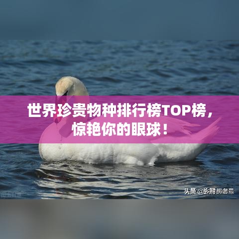 世界珍貴物種排行榜TOP榜，驚艷你的眼球！