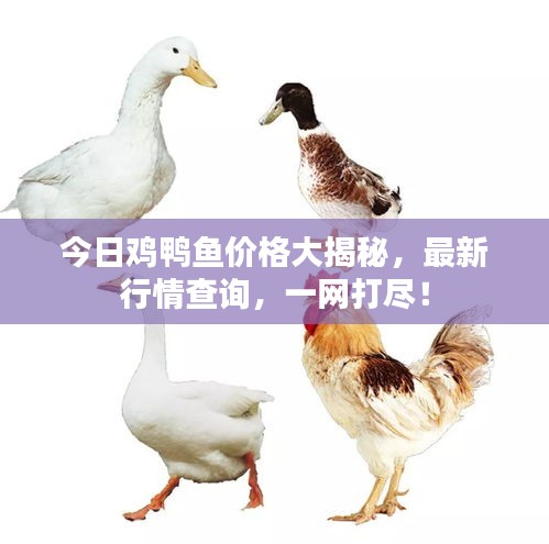 今日雞鴨魚價格大揭秘，最新行情查詢，一網(wǎng)打盡！