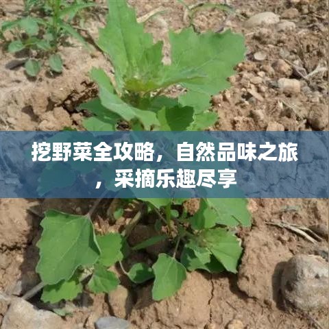 挖野菜全攻略，自然品味之旅，采摘樂趣盡享