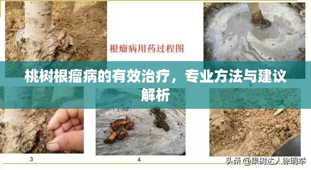 桃樹根瘤病的有效治療，專業(yè)方法與建議解析