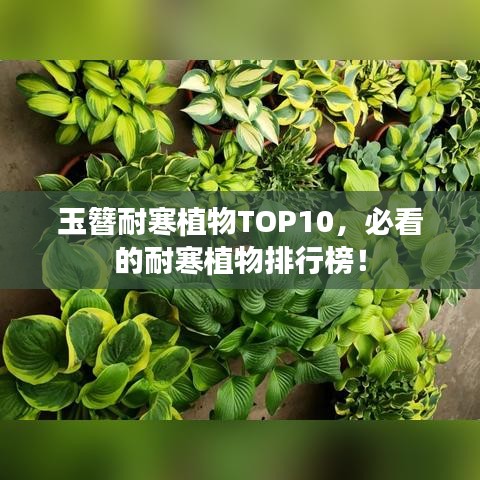 玉簪耐寒植物TOP10，必看的耐寒植物排行榜！