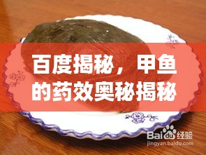 百度揭秘，甲魚(yú)的藥效奧秘揭秘！