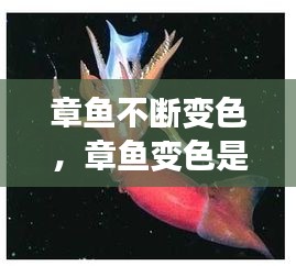 章魚不斷變色，章魚變色是主動(dòng)變異嗎 