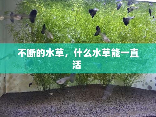 不斷的水草，什么水草能一直活 