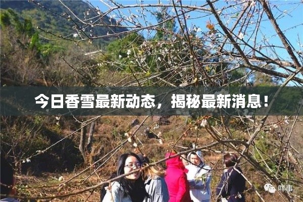 今日香雪最新動態(tài)，揭秘最新消息！