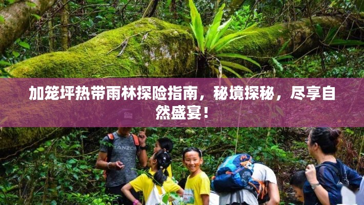 加籠坪熱帶雨林探險(xiǎn)指南，秘境探秘，盡享自然盛宴！