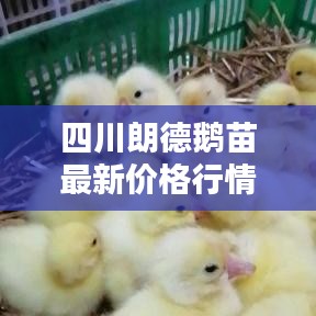 四川朗德鵝苗最新價(jià)格行情解析