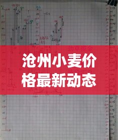 滄州小麥價格最新動態(tài)，市場走勢與影響因素深度解析
