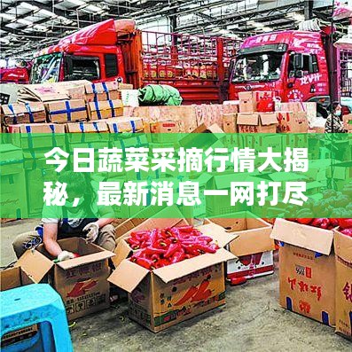 今日蔬菜采摘行情大揭秘，最新消息一網(wǎng)打盡